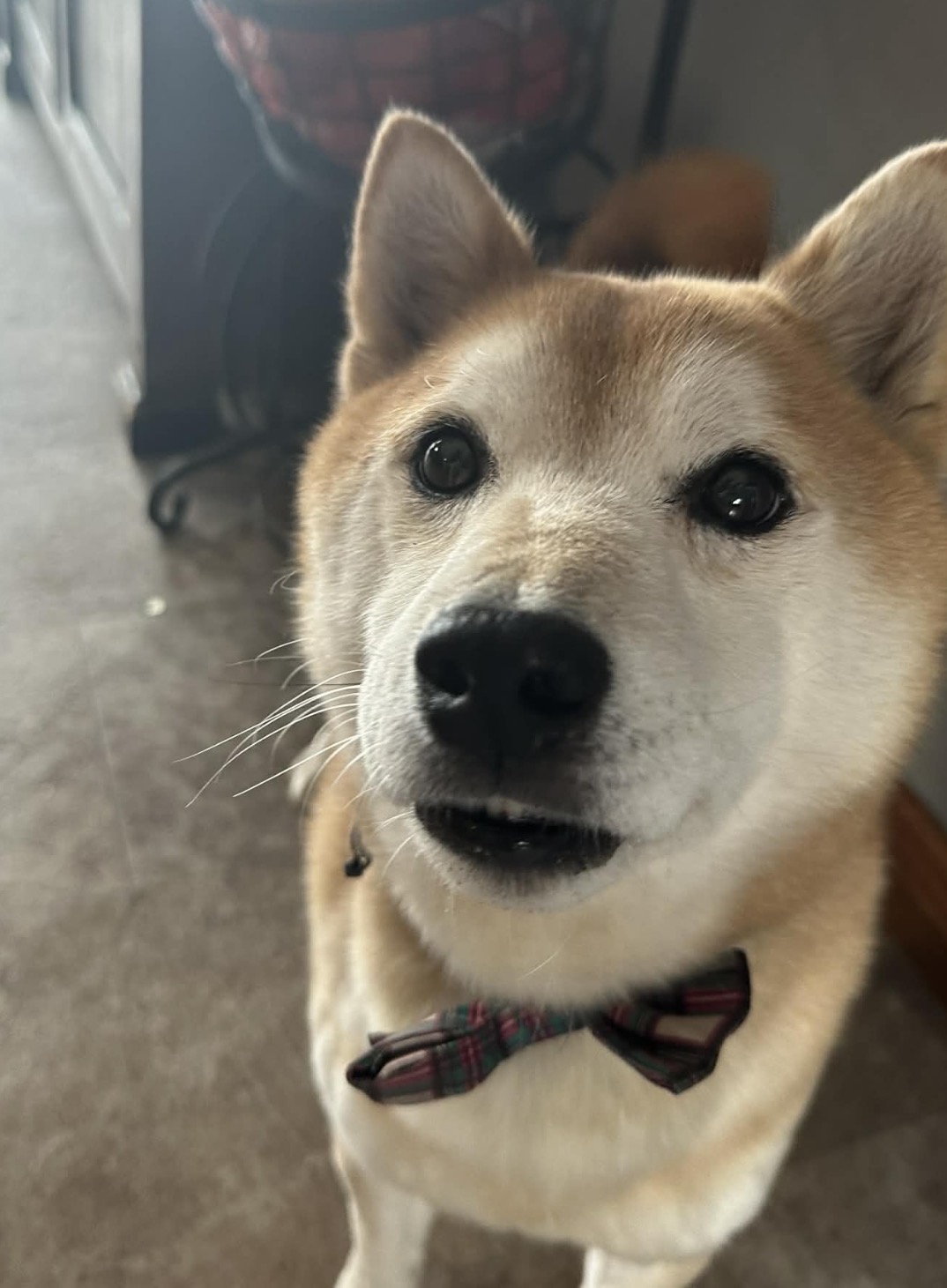 24-41 Hachiko Photo