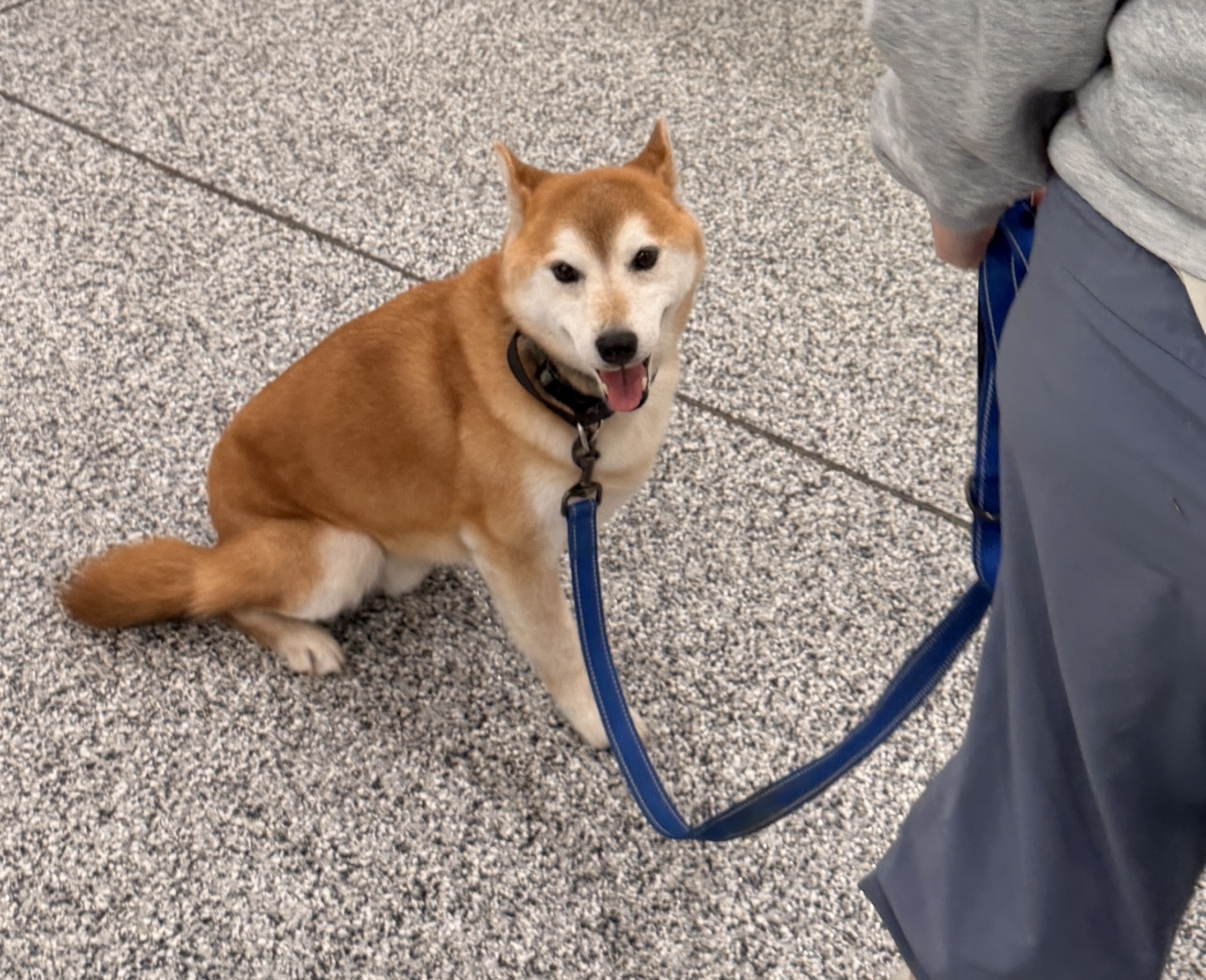 24-41 Hachiko Photo