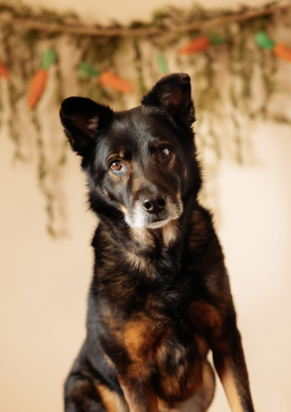 Atticus 26-1 Photo
