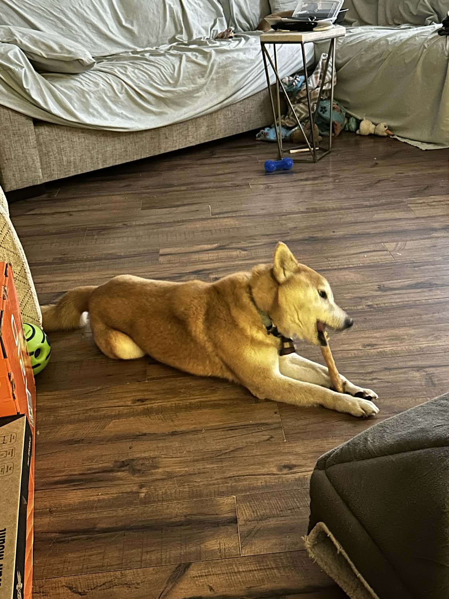 24-41 Hachiko Photo